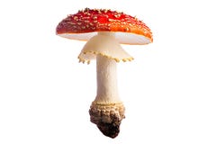 poisonous fly mushroom red white autumn isolated