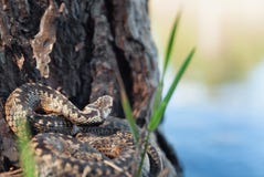 Snake on a tree near river with grass royalty free stock photography Snake on a tree near river with grass royalty free stock photography
