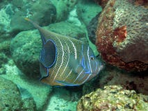 Poisson ange à demi cercle semi circular angel fish royalty free stock image Poisson ange à demi cercle semi circular angel fish royalty free stock image