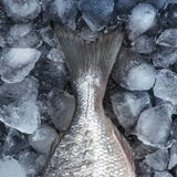 Poisson cru frais sur la glace Vue supérieure photographie stock Poisson cru frais sur la glace Vue supérieure photographie stock
