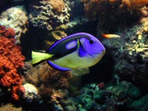 Poissons