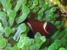 Poissons d'anémone tirés en gros plan et macro, la beauté de la plongée sous-marine du monde dans Sabah, Bornéo image libre de droits Poissons d'anémone tirés en gros plan et macro, la beauté de la plongée sous-marine du monde dans Sabah, Bornéo image libre de droits