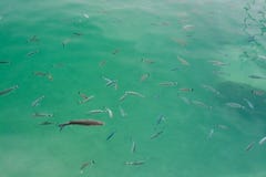 Poissons dans l'eau méditerranéenne transparente verte Photos libres de droits Poissons dans l'eau méditerranéenne transparente verte Photos libres de droits
