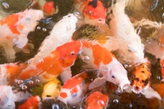 Poissons de fantaisie colorés de carpe Image stock Poissons de fantaisie colorés de carpe Image stock