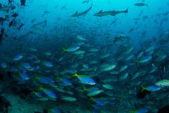Poissons de récif dans des nombres importants Photographie stock libre de droits Poissons de récif dans des nombres importants Photographie stock libre de droits