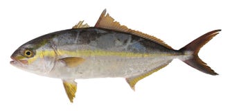 Poissons de Trevally Photos libres de droits Poissons de Trevally Photos libres de droits