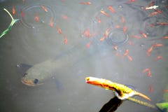 Poissons rayés de snakehead images libres de droits Poissons rayés de snakehead images libres de droits