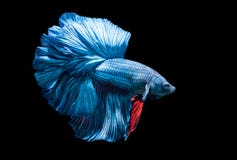 Poissons siamois bleus de combat, Betta Splendens photographie stock Poissons siamois bleus de combat, Betta Splendens photographie stock