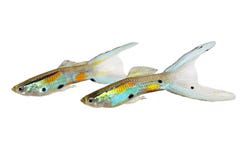 Poissons tropicaux colorés d'aquarium d'Endler de guppy de double de Swordtail de guppys de wingei masculin au néon de Poecilia Photographie stock libre de droits Poissons tropicaux colorés d'aquarium d'Endler de guppy de double de Swordtail de guppys de wingei masculin au néon de Poecilia Photographie stock libre de droits