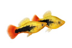 Poissons tropicaux d'aquarium de variatus masculin de Xiphophorus de platy de smoking de rayon de soleil image libre de droits Poissons tropicaux d'aquarium de variatus masculin de Xiphophorus de platy de smoking de rayon de soleil image libre de droits