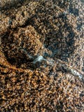Poivre r?ti moulu de piment fort avec de la fum?e photos libres de droits Poivre r?ti moulu de piment fort avec de la fum?e photos libres de droits