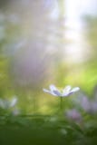 pojedynczy anemonu drewno obraz royalty free pojedynczy anemonu drewno obraz royalty free