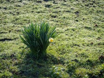 Pojedynczy daffodil kwiat w polu ziele? fotografia royalty free Pojedynczy daffodil kwiat w polu ziele? fotografia royalty free