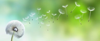 Pojedynczy dandelion z ziarnami lata daleko od royalty ilustracja Pojedynczy dandelion z ziarnami lata daleko od royalty ilustracja