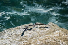 Pojedynczy gannet na krawędzi faleza obraz royalty free Pojedynczy gannet na krawędzi faleza obraz royalty free