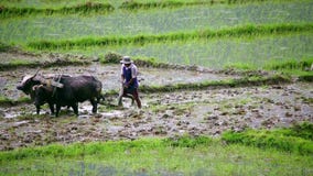 POKHARA, ΝΕΠΑΛ - ΤΟΝ ΙΟΎΝΙΟ ΤΟΥ 2013: όργωμα αγροτών με το βόδι απόθεμα βίντεο POKHARA, ΝΕΠΑΛ - ΤΟΝ ΙΟΎΝΙΟ ΤΟΥ 2013: όργωμα αγροτών με το βόδι απόθεμα βίντεο