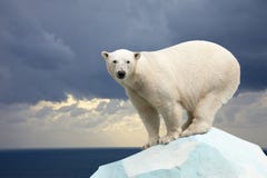 Polar bear against sea landscape Stock Images Polar bear against sea landscape Stock Images