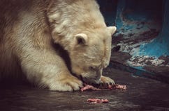 The polar bear eats meat and his face in blood, stock images The polar bear eats meat and his face in blood, stock images