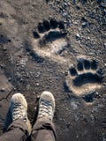 Polar Bear Footprints Polar Bear Footprints