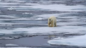 Polar bear hesitating to cross thin sea ice, Svalbard