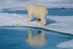 Polar bear on the ice royalty free stock photography Polar bear on the ice royalty free stock photography