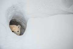 The polar bear looks out of a snow den royalty free stock photos The polar bear looks out of a snow den royalty free stock photos