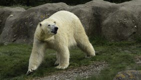Polar Bear portret white close up. stock photos Polar Bear portret white close up. stock photos