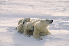 Polar bears stock photo Polar bears stock photo