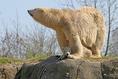Polar bears stock images Polar bears stock images