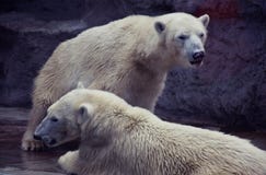 Polar bears. Stock Photography Polar bears. Stock Photography
