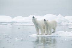 Polar bears on iceberg
