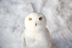 Frozen Snowy owl on ice Nuctea scandiaca