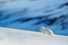 Polar räv i livsmiljön, vinterlandskap, Svalbard, Norge Härligt djur i snö Rinnande räv Djurlivhandlingplats från naturen arkivbild Polar räv i livsmiljön, vinterlandskap, Svalbard, Norge Härligt djur i snö Rinnande räv Djurlivhandlingplats från naturen arkivbild