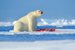 Polari bianchi riguardano il ghiaccio galleggiante con la guarnizione di uccisione della neve, lo scheletro ed il sangue d'alimen fotografia stock libera da diritti Polari bianchi riguardano il ghiaccio galleggiante con la guarnizione di uccisione della neve, lo scheletro ed il sangue d'alimen fotografia stock libera da diritti