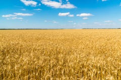Pole dojrzała banatka na słonecznym dniu zdjęcie stock Pole dojrzała banatka na słonecznym dniu zdjęcie stock