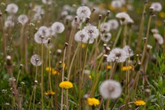 pole z dandelions zamyka w górę wiosny na słonecznym dniu w obrazy stock pole z dandelions zamyka w górę wiosny na słonecznym dniu w obrazy stock