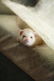 Polecat en el diván foto de archivo libre de regalías Polecat en el diván foto de archivo libre de regalías