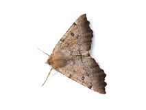 Polilla del bidentata de Odontopera en blanco Imagen de archivo libre de regalías Polilla del bidentata de Odontopera en blanco Imagen de archivo libre de regalías