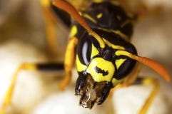 Polistes Gallicus Wasp Head Close Up Stock Photo Polistes Gallicus Wasp Head Close Up Stock Photo