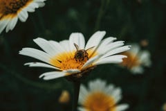 Pollen contagieux d'abeille d'une marguerite blanche Images stock Pollen contagieux d'abeille d'une marguerite blanche Images stock