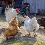 Polli e galli che camminano su un'iarda rurale un giorno soleggiato fotografie stock libere da diritti Polli e galli che camminano su un'iarda rurale un giorno soleggiato fotografie stock libere da diritti