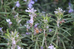 Pollinating Bee and Flowers stock image Pollinating Bee and Flowers stock image
