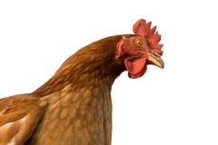 Pollo fotografie stock Pollo fotografie stock