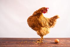 Pollo con el huevo Pollo con el huevo