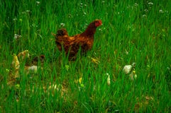 Pollo de la madre con sus niños imagenes de archivo Pollo de la madre con sus niños imagenes de archivo