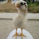 Pollo del bambino fotografie stock Pollo del bambino fotografie stock