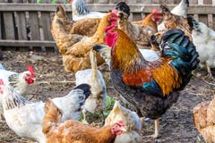 Pollo e gallo messi le piume a sul pascolo Fotografia Stock Libera da Diritti Pollo e gallo messi le piume a sul pascolo Fotografia Stock Libera da Diritti