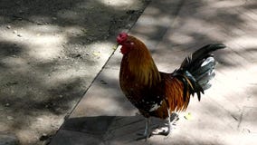 Pollo en parque Pollo en parque