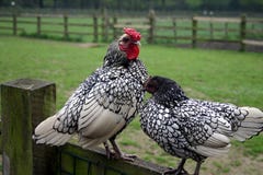 Pollos Pollos