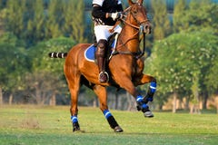 Polo Player Riding ein Pferd lizenzfreie stockfotografie Polo Player Riding ein Pferd lizenzfreie stockfotografie